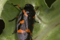 Le Cercope intermdiaire (Homoptre - Cercopidae - Cercopis intermedia)
